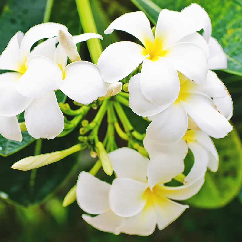 Mikado Durance flor de monoï 100 ml